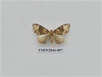 藏品(尺蛾556)的圖片